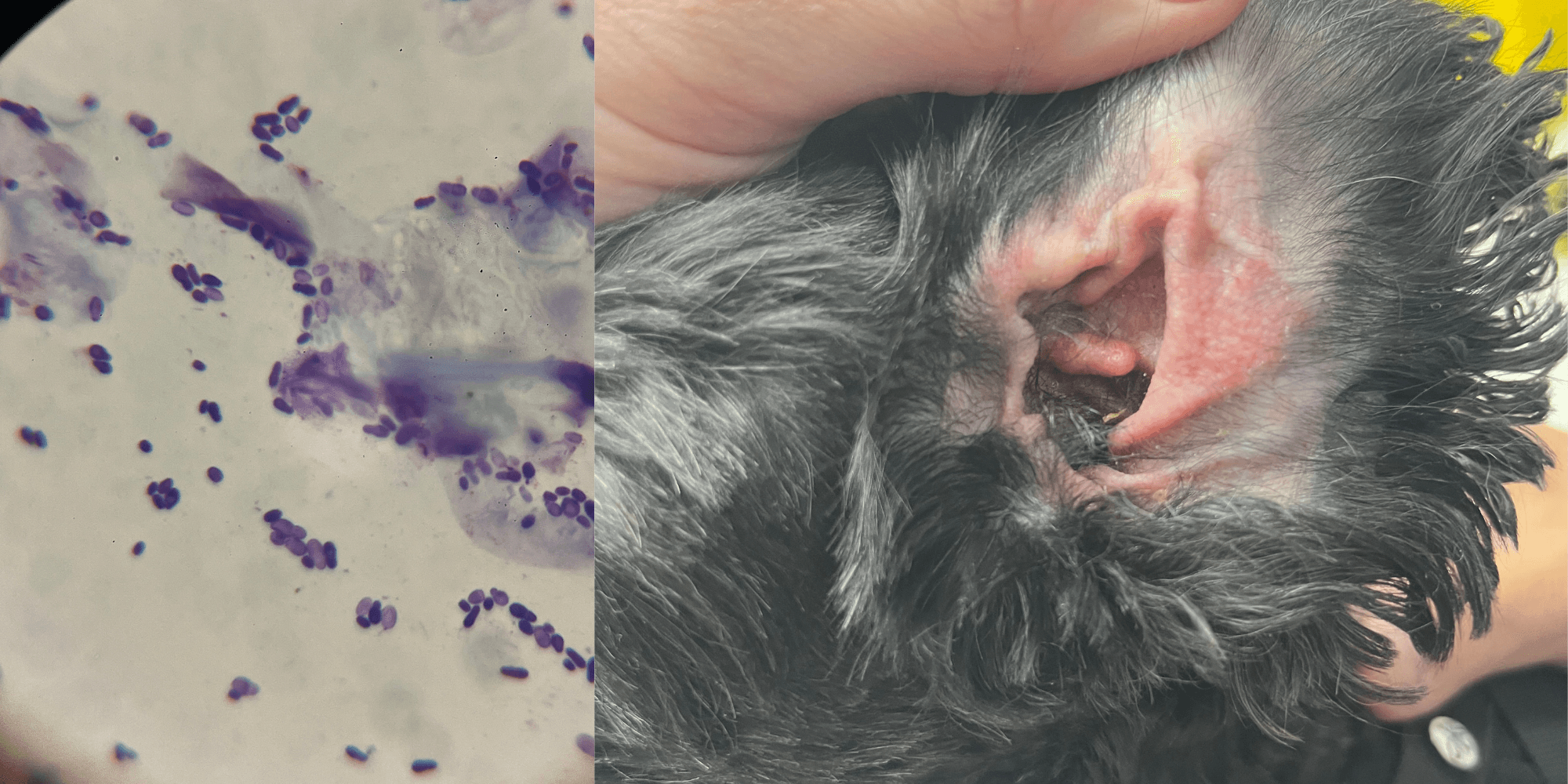 Understanding Ear Infections in Pets: Signs, Diagnosis, Treatment and Prevention Understanding Ear Infections in Pets: Signs, Diagnosis, Treatment and Prevention