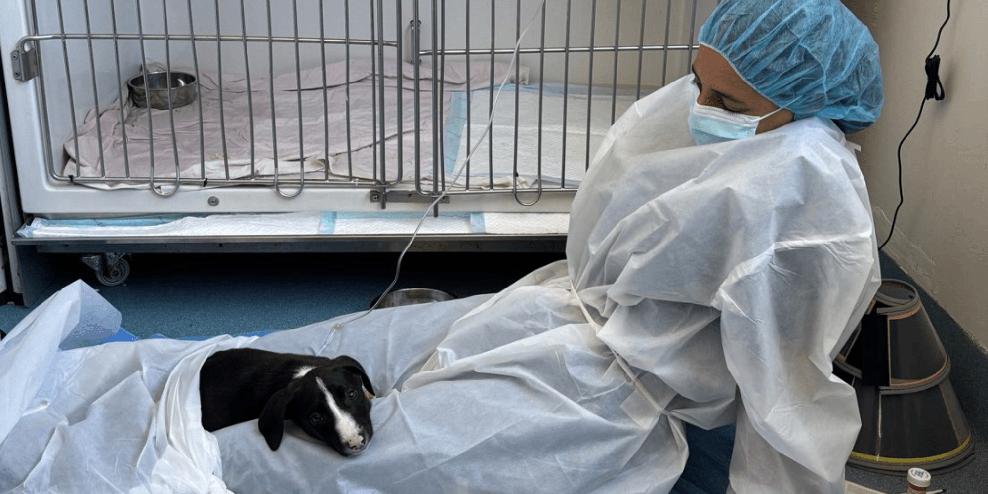 What is Canine Parvovirus?