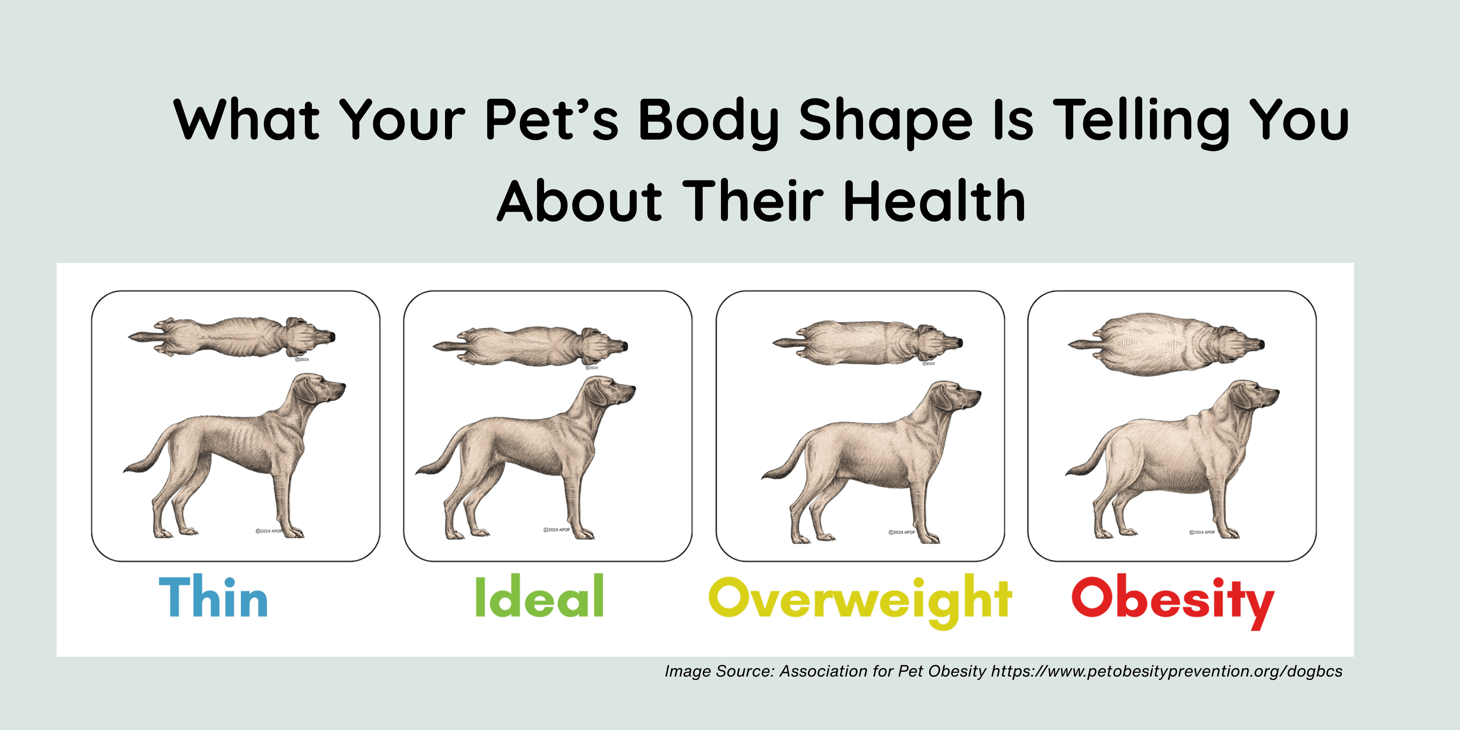 What Your Pet&rsquo;s Body Shape Is Telling You About Their Health