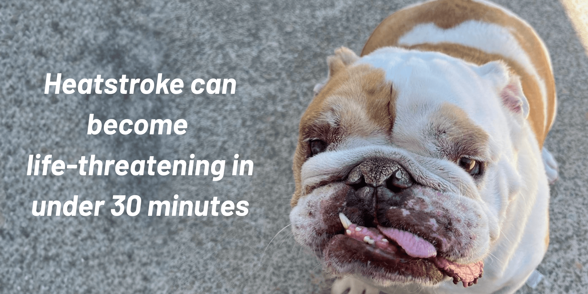 Heatstroke Happens Faster Than You Think: A 30-Minute Timeline for Dogs and Cats Heatstroke Happens Faster Than You Think: A 30-Minute Timeline for Dogs and Cats