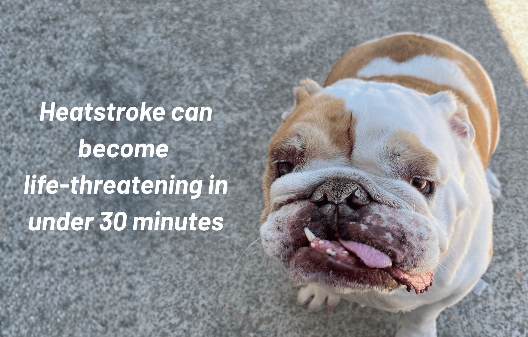 Heatstroke Happens Faster Than You Think: A 30-Minute Timeline for Dogs and Cats