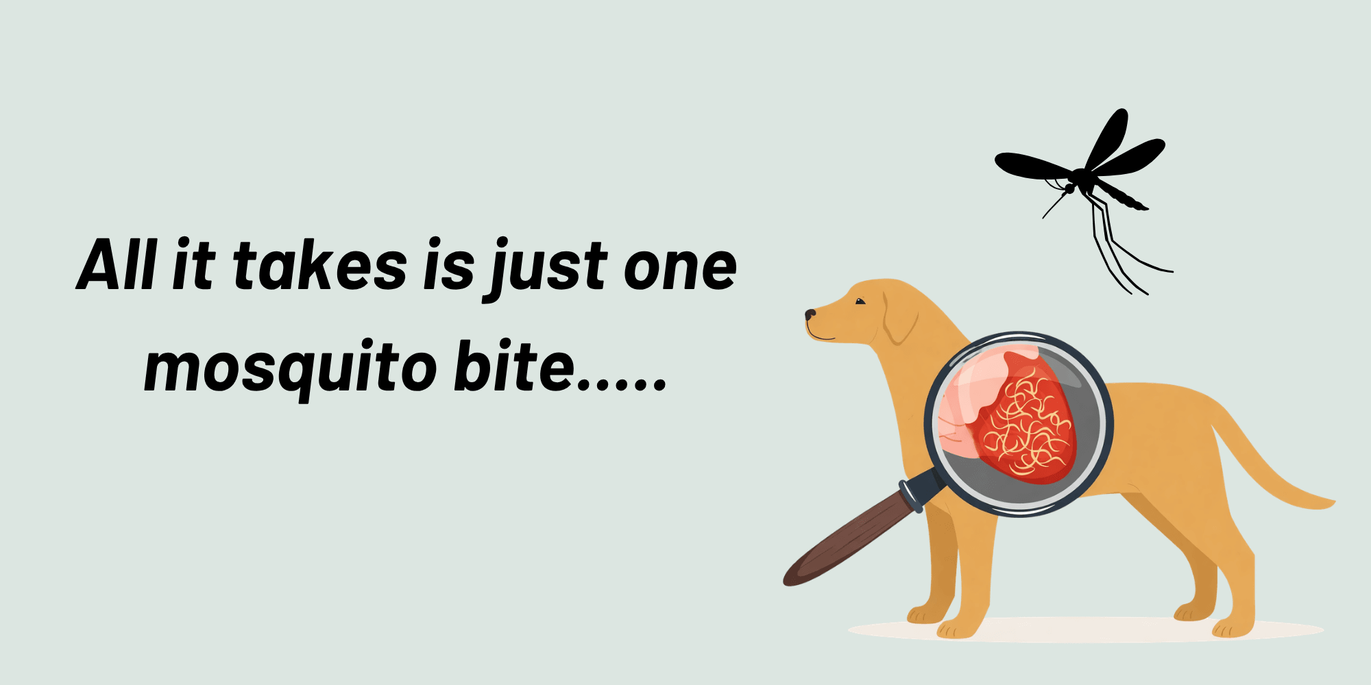 Heartworm in Dogs: Symptoms, Prevention & Treatment (Sydney Vet Guide) Heartworm in Dogs: Symptoms, Prevention & Treatment (Sydney Vet Guide)