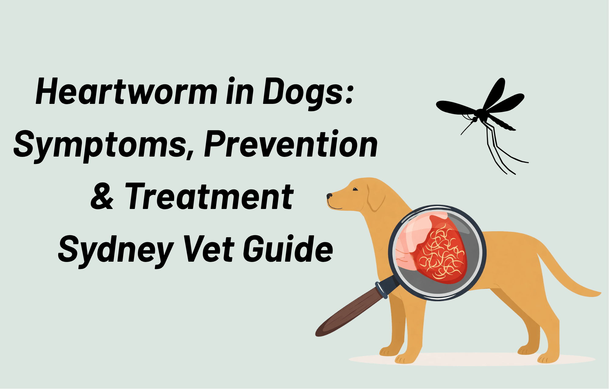 Heartworm in Dogs: Symptoms, Prevention & Treatment (Sydney Vet Guide)