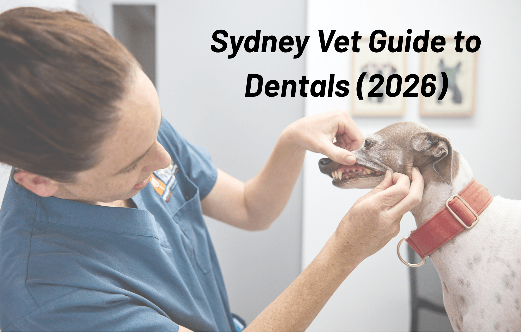 How Much Does Dog Dental Cleaning Cost? (Sydney Vet Guide 2026)
