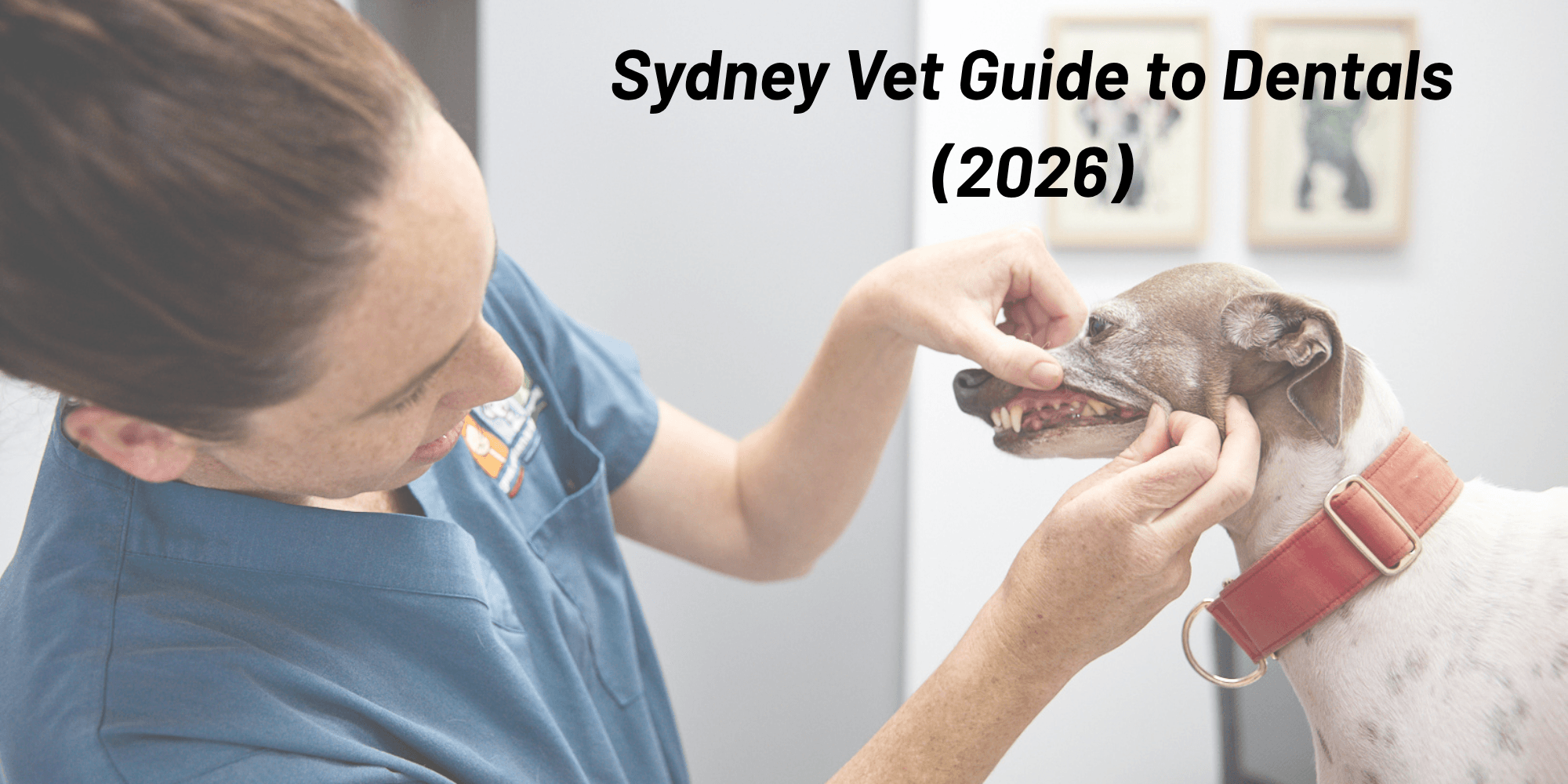 How Much Does Dog Dental Cleaning Cost? (Sydney Vet Guide 2026)