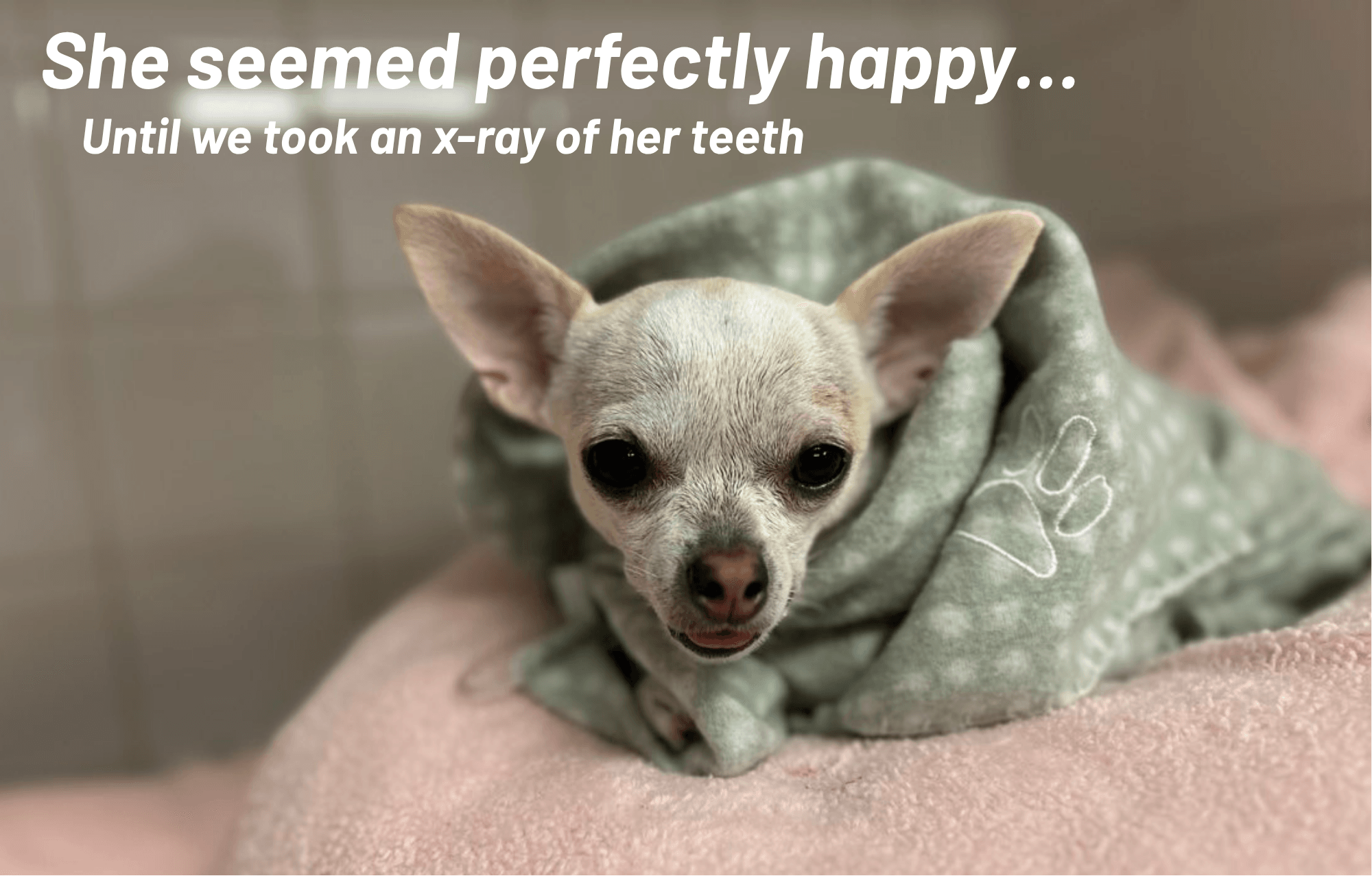 Why Do Small Dogs Have Such Bad Teeth? Meet Hildy