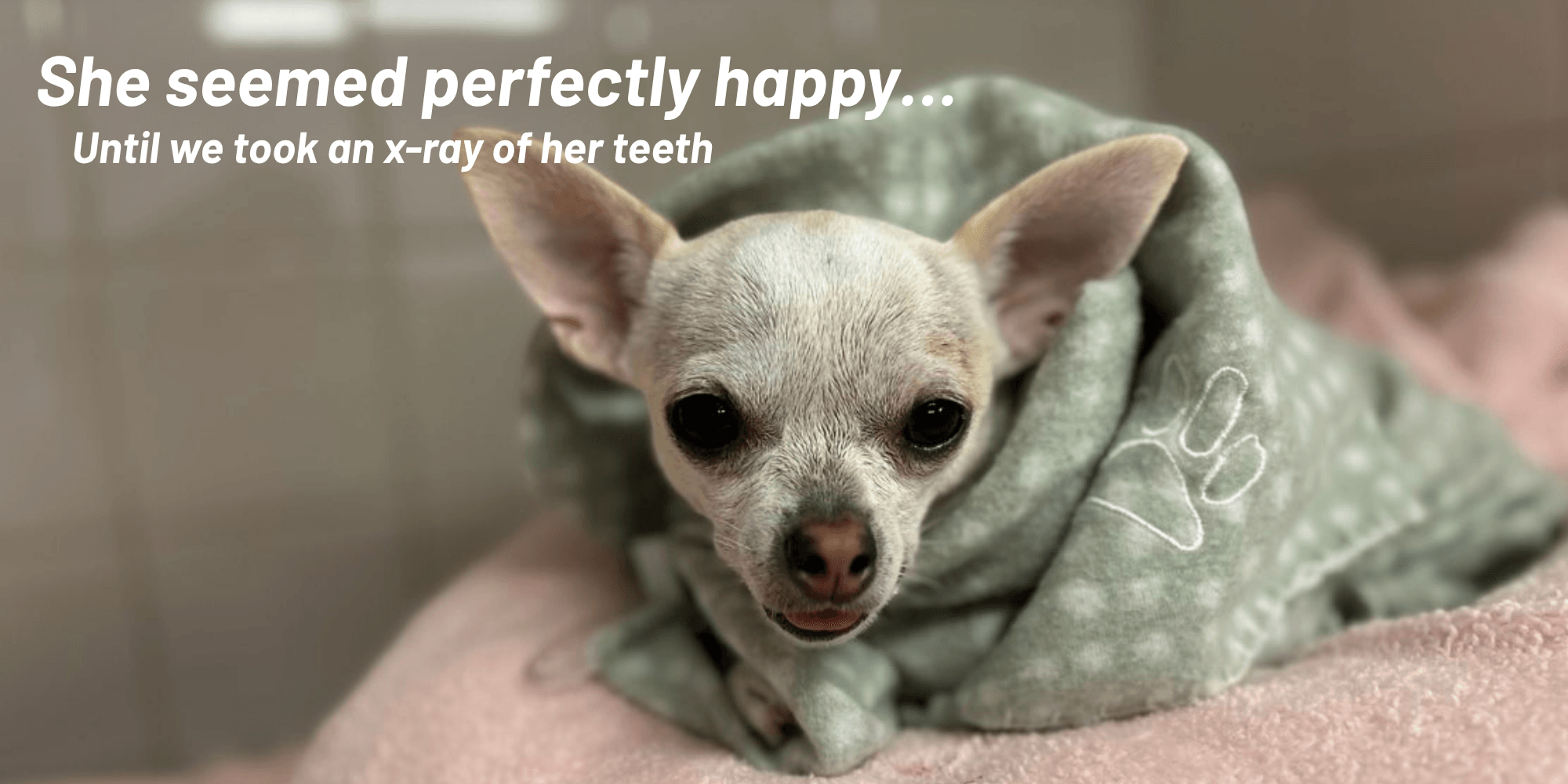 Why Do Small Dogs Have Such Bad Teeth? Meet Hildy