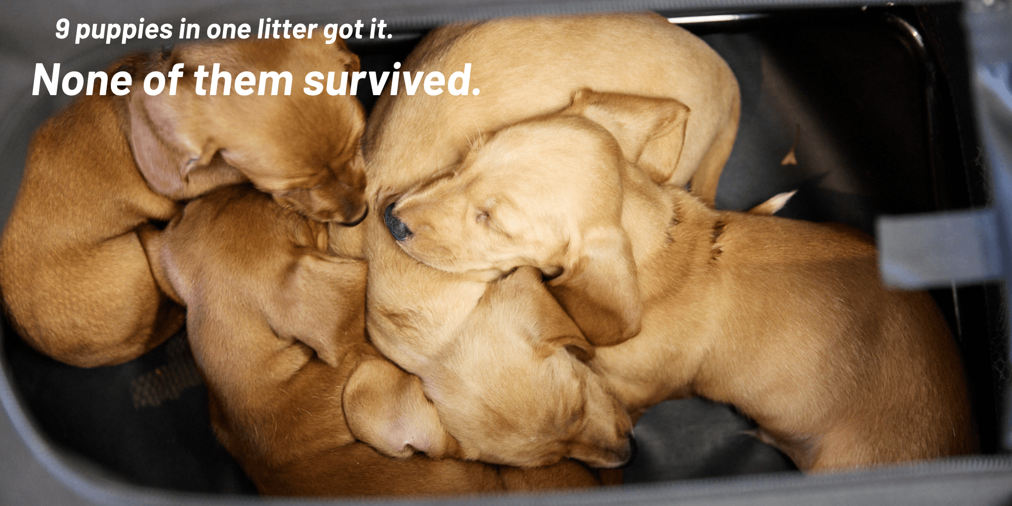 Canine Infectious Hepatitis in Dogs: Symptoms, Prevention & Vaccination (Sydney Vet Guide)