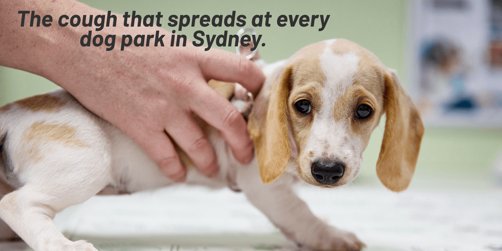 Kennel Cough in Dogs: Symptoms, Treatment & Prevention (Sydney Vet Guide) Kennel Cough in Dogs: Symptoms, Treatment & Prevention (Sydney Vet Guide)