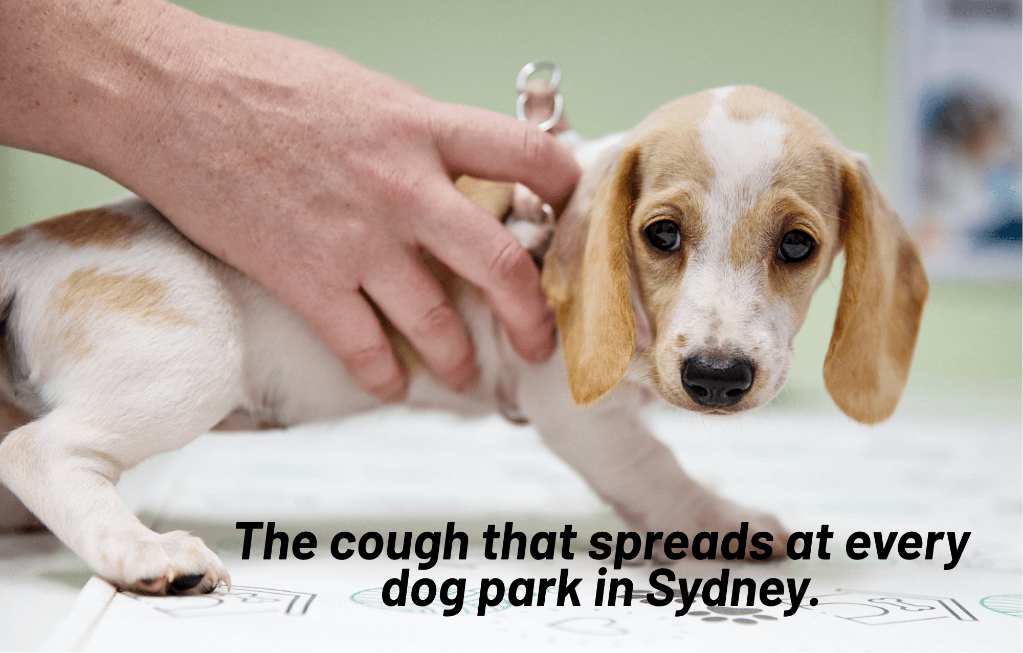 Kennel Cough in Dogs: Symptoms, Treatment & Prevention (Sydney Vet Guide)