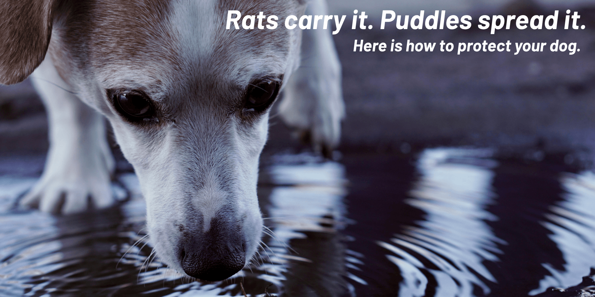 Leptospirosis in Dogs: Symptoms, Risk & Vaccination (Sydney Vet Guide) Leptospirosis in Dogs: Symptoms, Risk & Vaccination (Sydney Vet Guide)