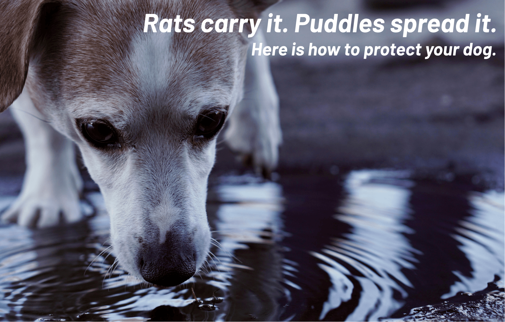 Leptospirosis in Dogs: Symptoms, Risk & Vaccination (Sydney Vet Guide)