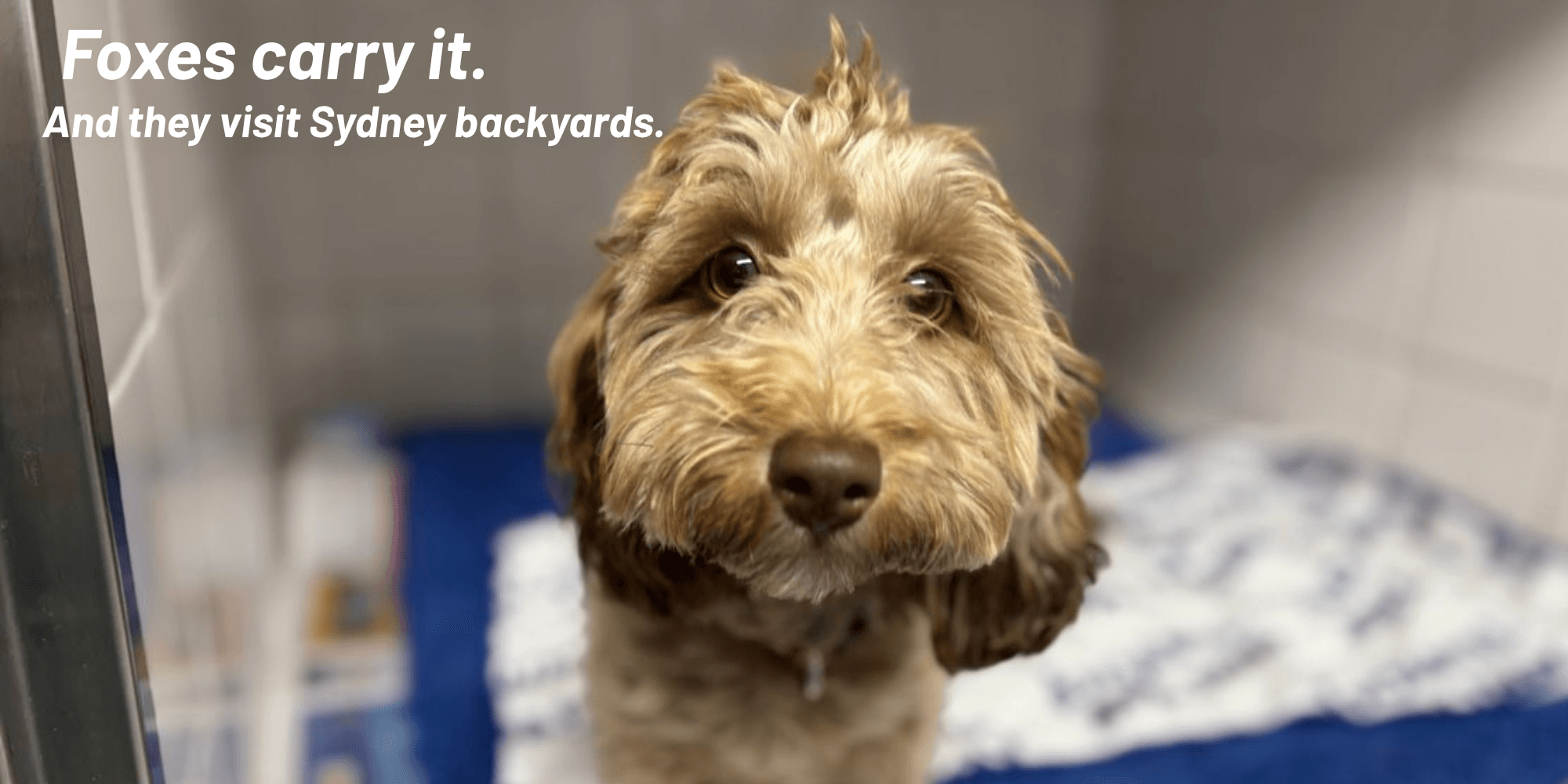 Distemper in Dogs: Symptoms, Prevention and Vaccination (Sydney Vet Guide) Distemper in Dogs: Symptoms, Prevention and Vaccination (Sydney Vet Guide)