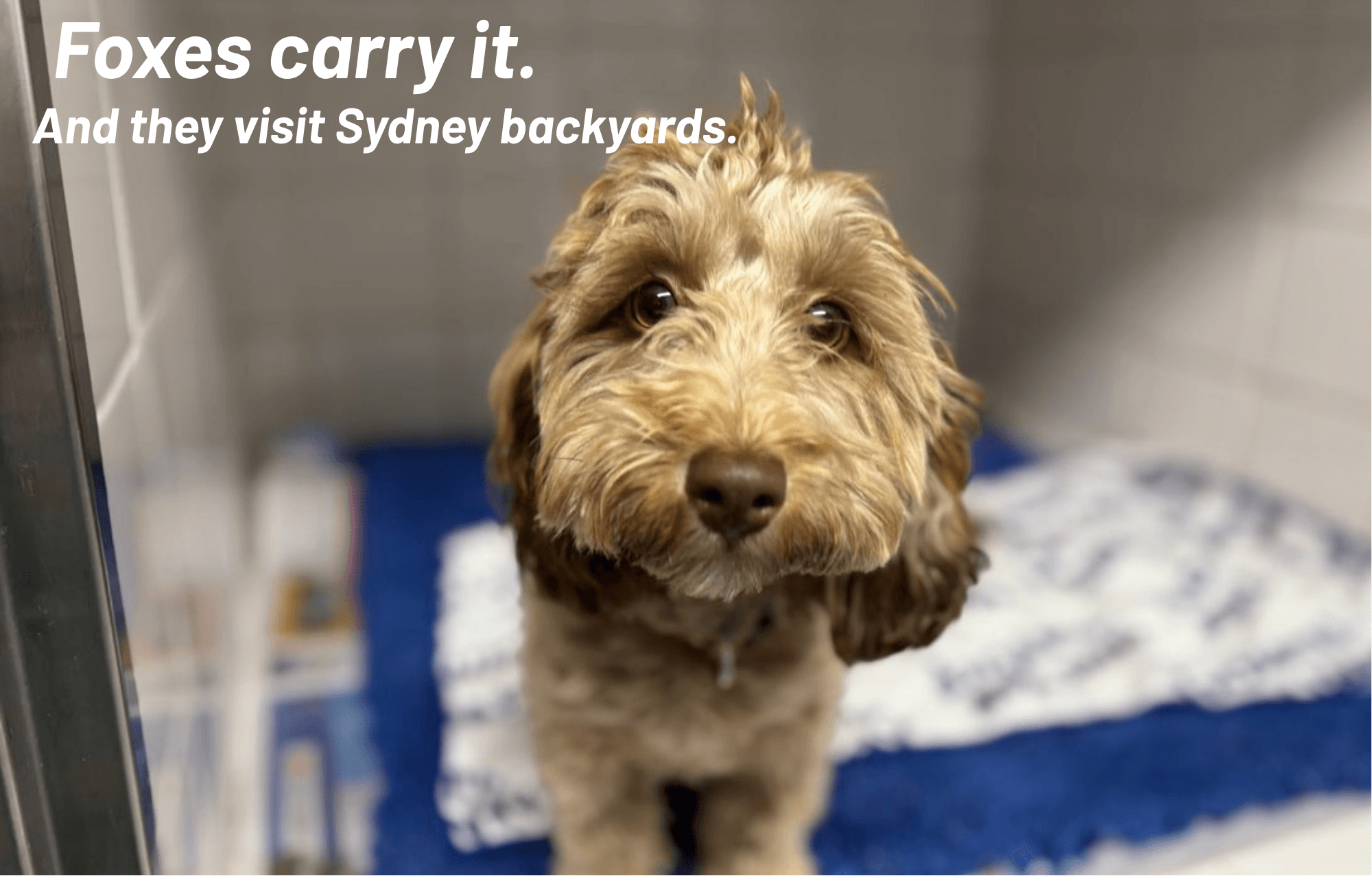 Distemper in Dogs: Symptoms, Prevention and Vaccination (Sydney Vet Guide) Distemper in Dogs: Symptoms, Prevention and Vaccination (Sydney Vet Guide)