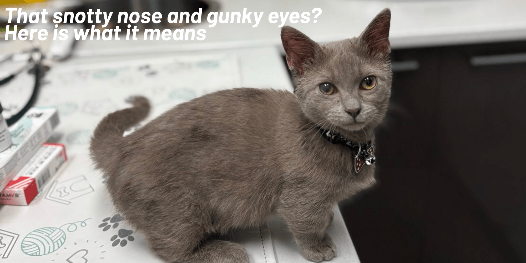 Cat Flu in Cats: Symptoms, Treatment and Prevention (Sydney Vet Guide)
