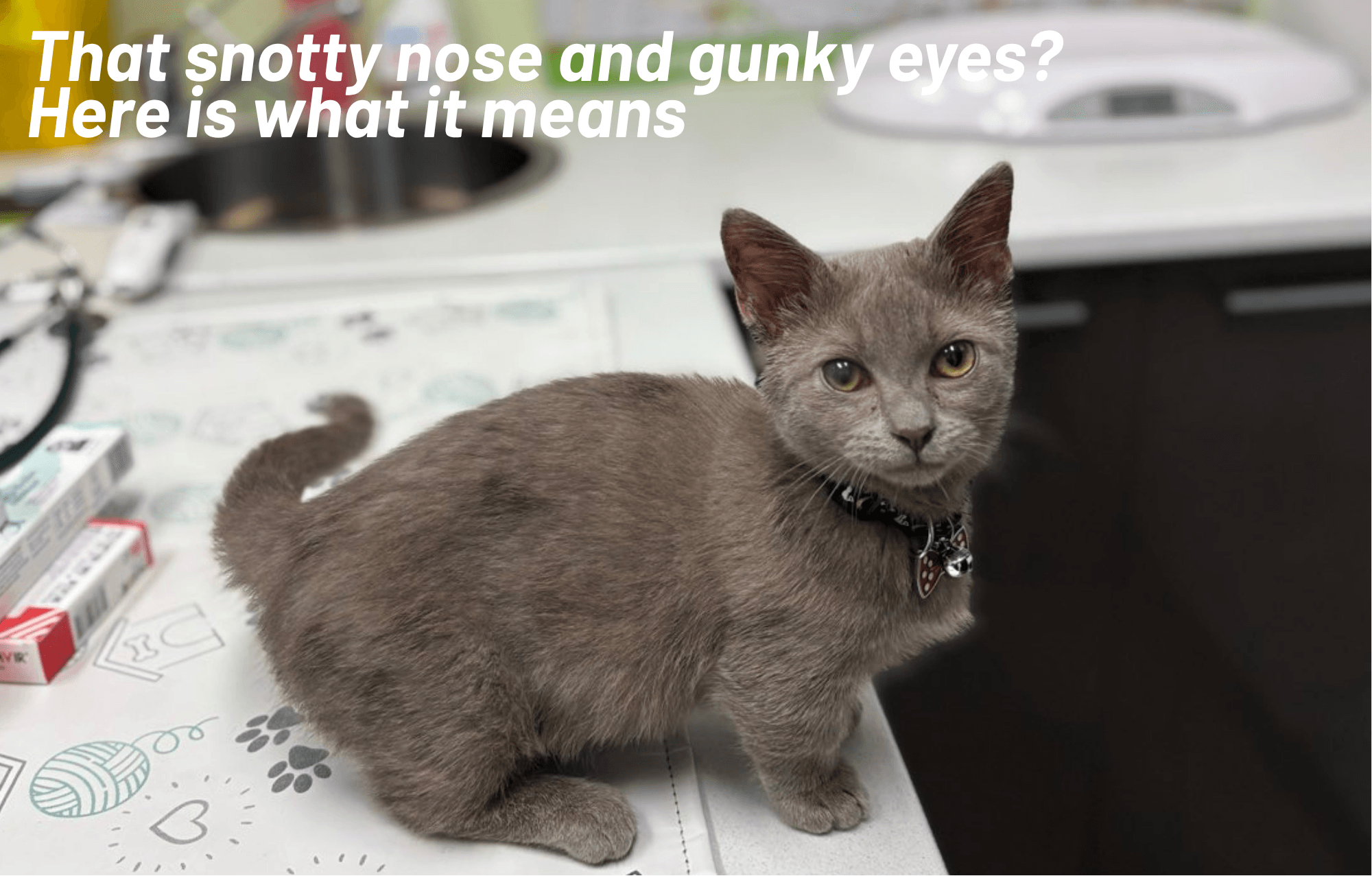 Cat Flu in Cats: Symptoms, Treatment and Prevention (Sydney Vet Guide)