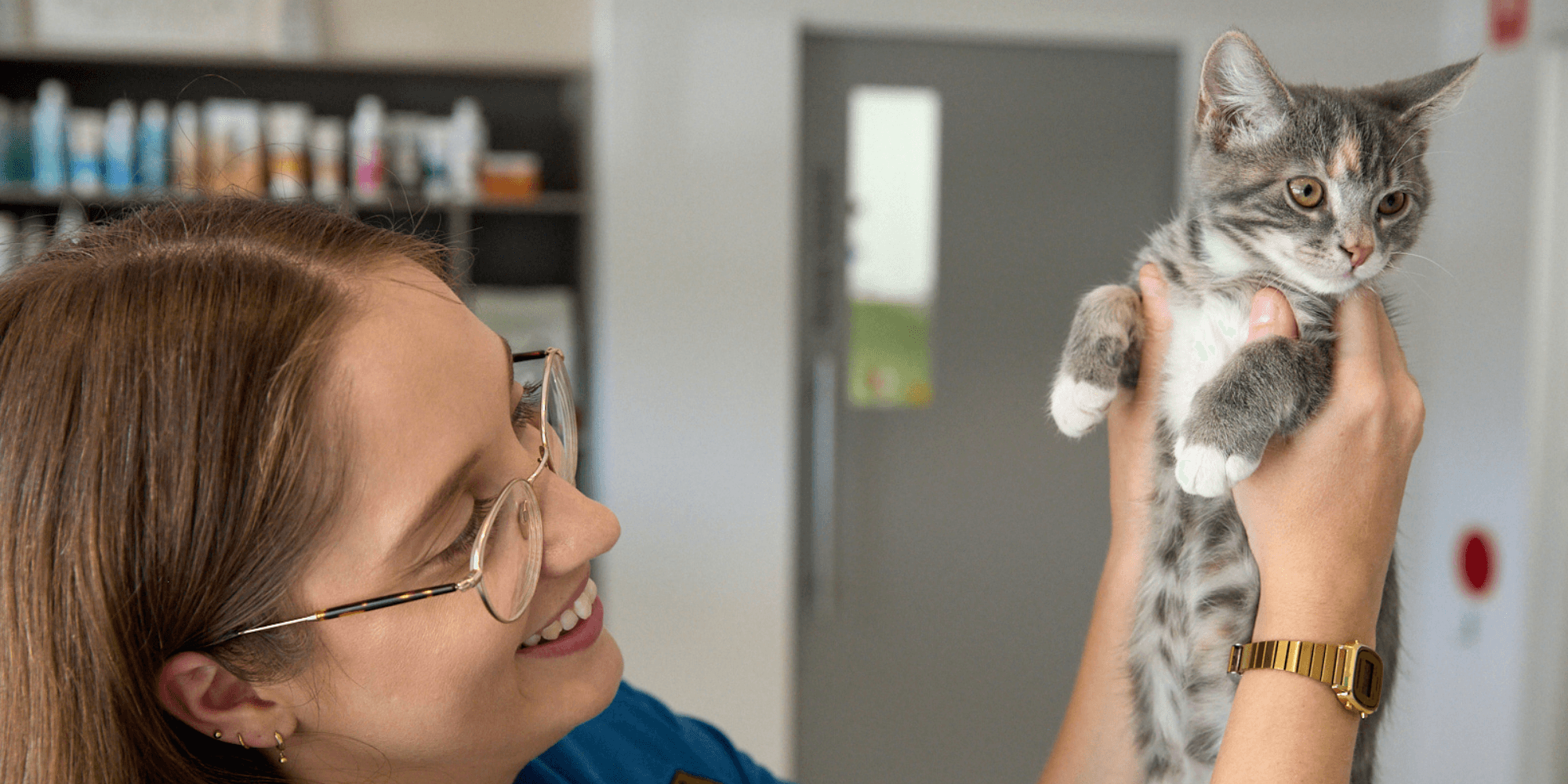 Feline Leukaemia Virus in Cats: Symptoms, Testing and Prevention (Sydney Vet Guide)