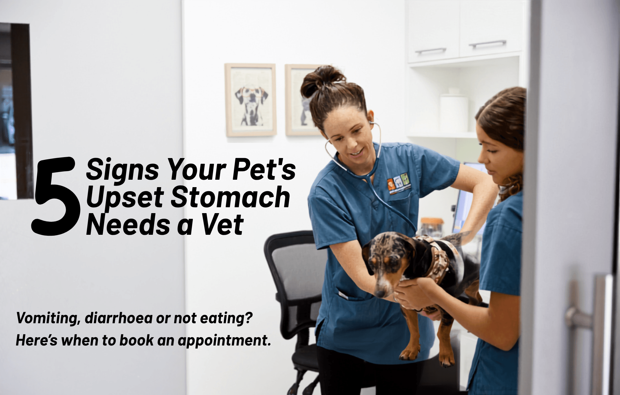 5 Signs Your Pet's Upset Stomach Needs a Vet Check 5 Signs Your Pet's Upset Stomach Needs a Vet Check