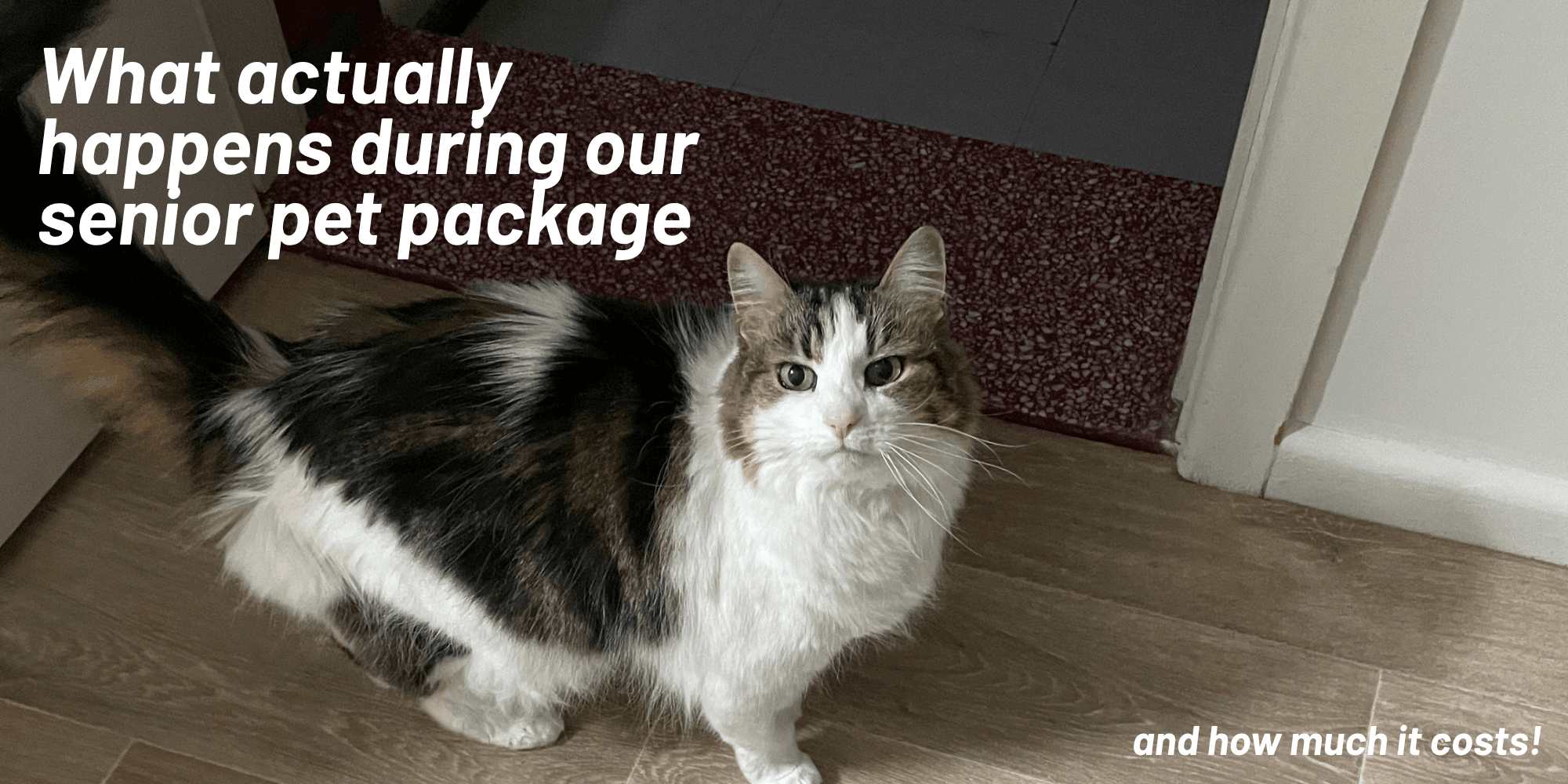 Senior Pet Health Checks: What Tests Are Reccomended and Why? Senior Pet Health Checks: What Tests Are Reccomended and Why?