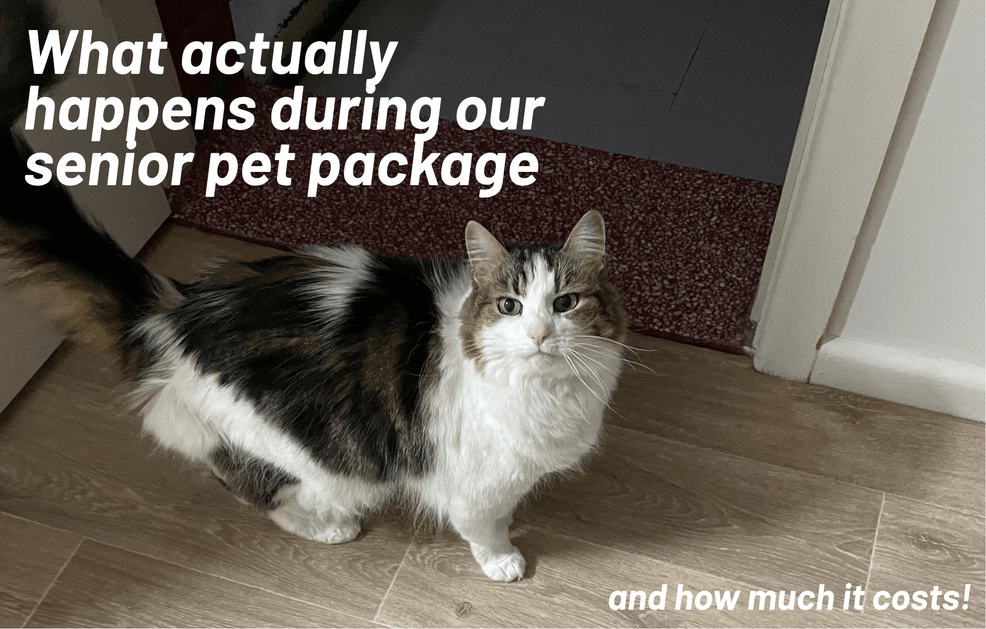 Senior Pet Health Checks: What Tests Are Reccomended and Why? Senior Pet Health Checks: What Tests Are Reccomended and Why?
