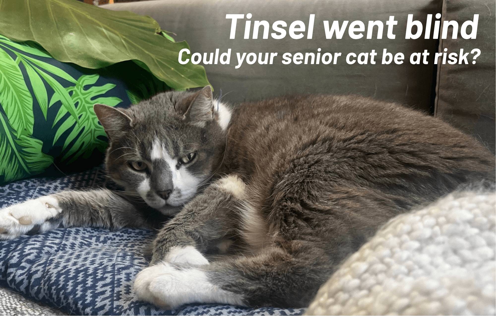 Tinsel Went Blind. His Blood Pressure Was 280.