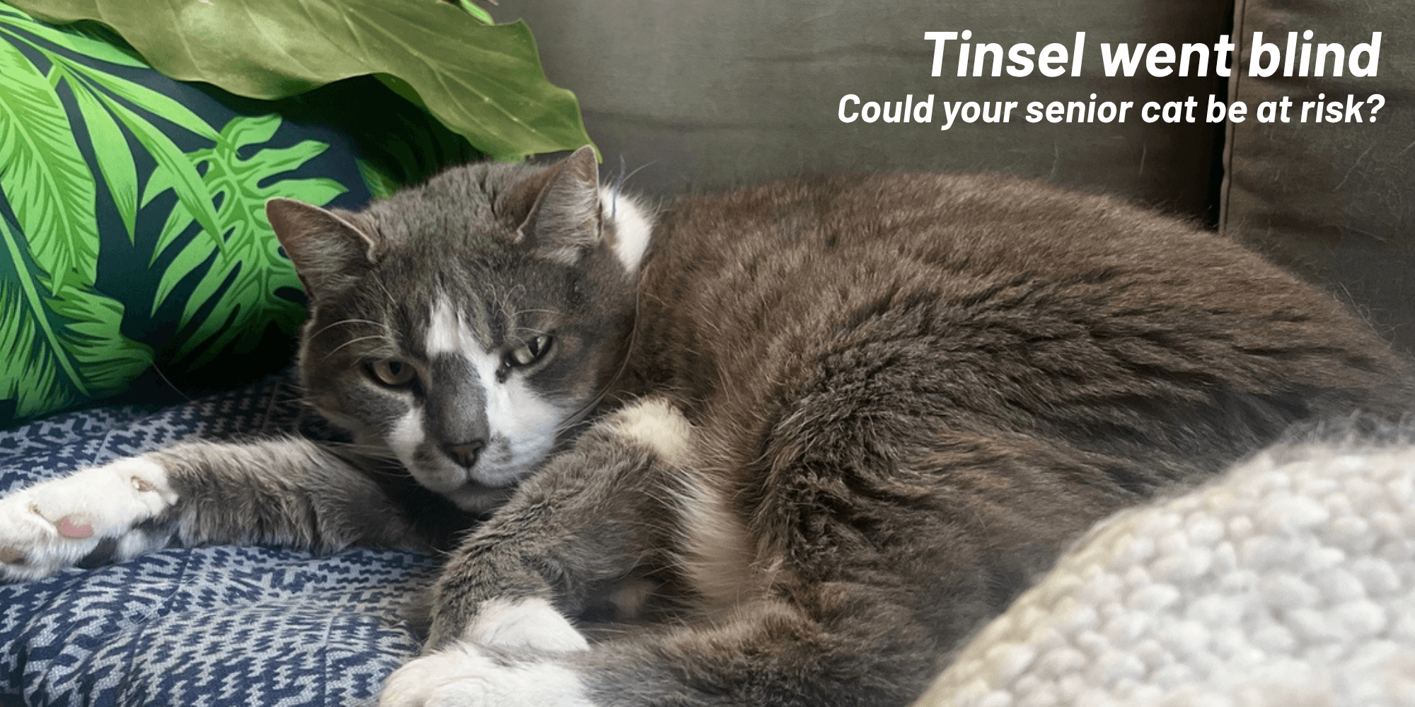 Tinsel Went Blind. His Blood Pressure Was 280.