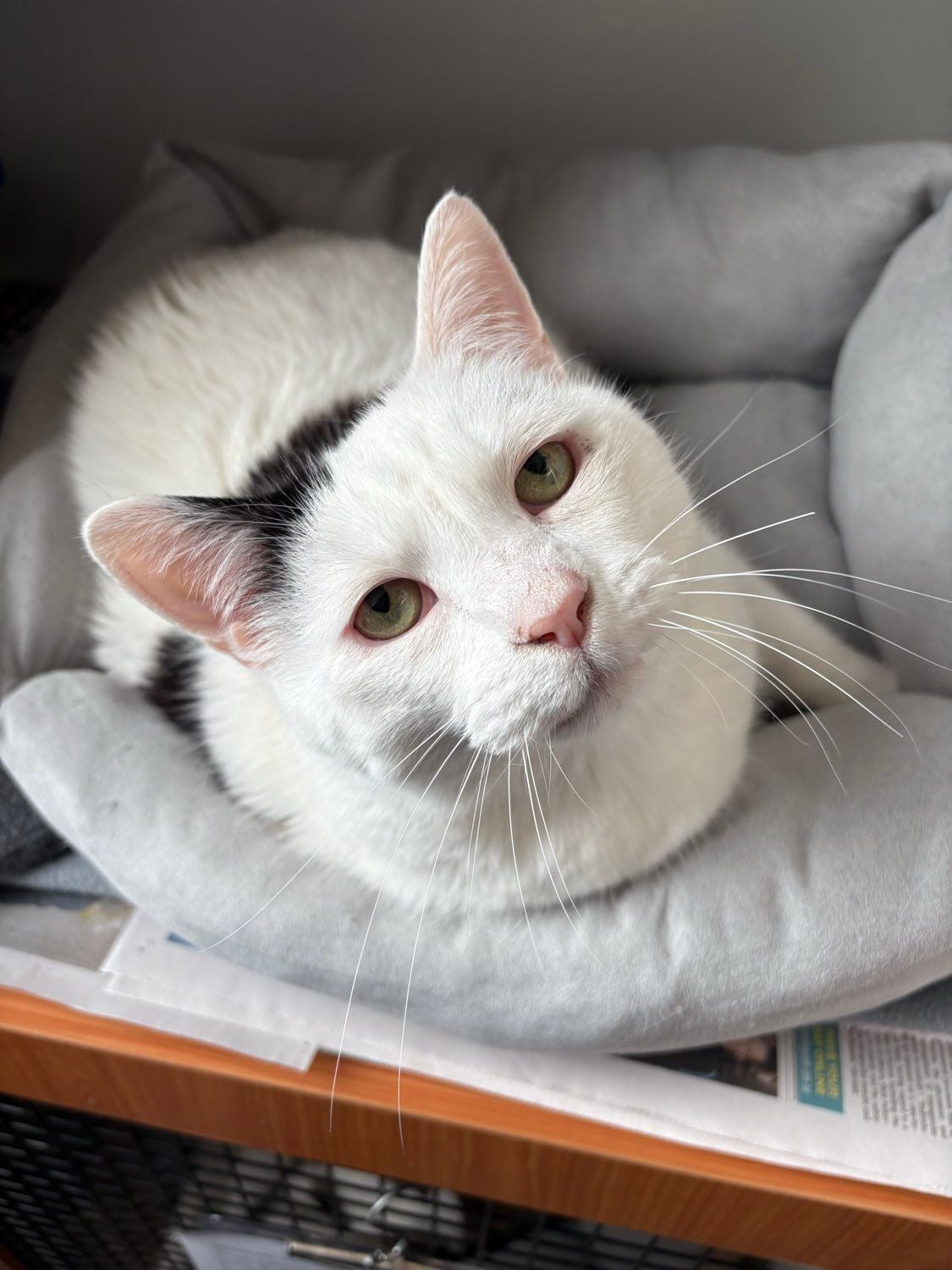 Some of our regular boarding cats Image -69646dec6987a