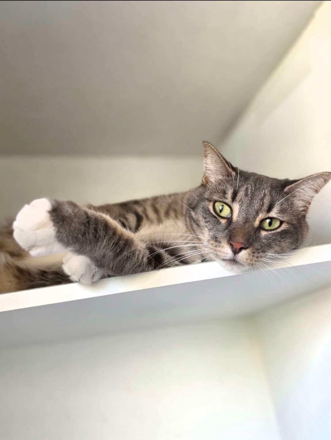 Some of our regular boarding cats Image -69646ea8b84a6