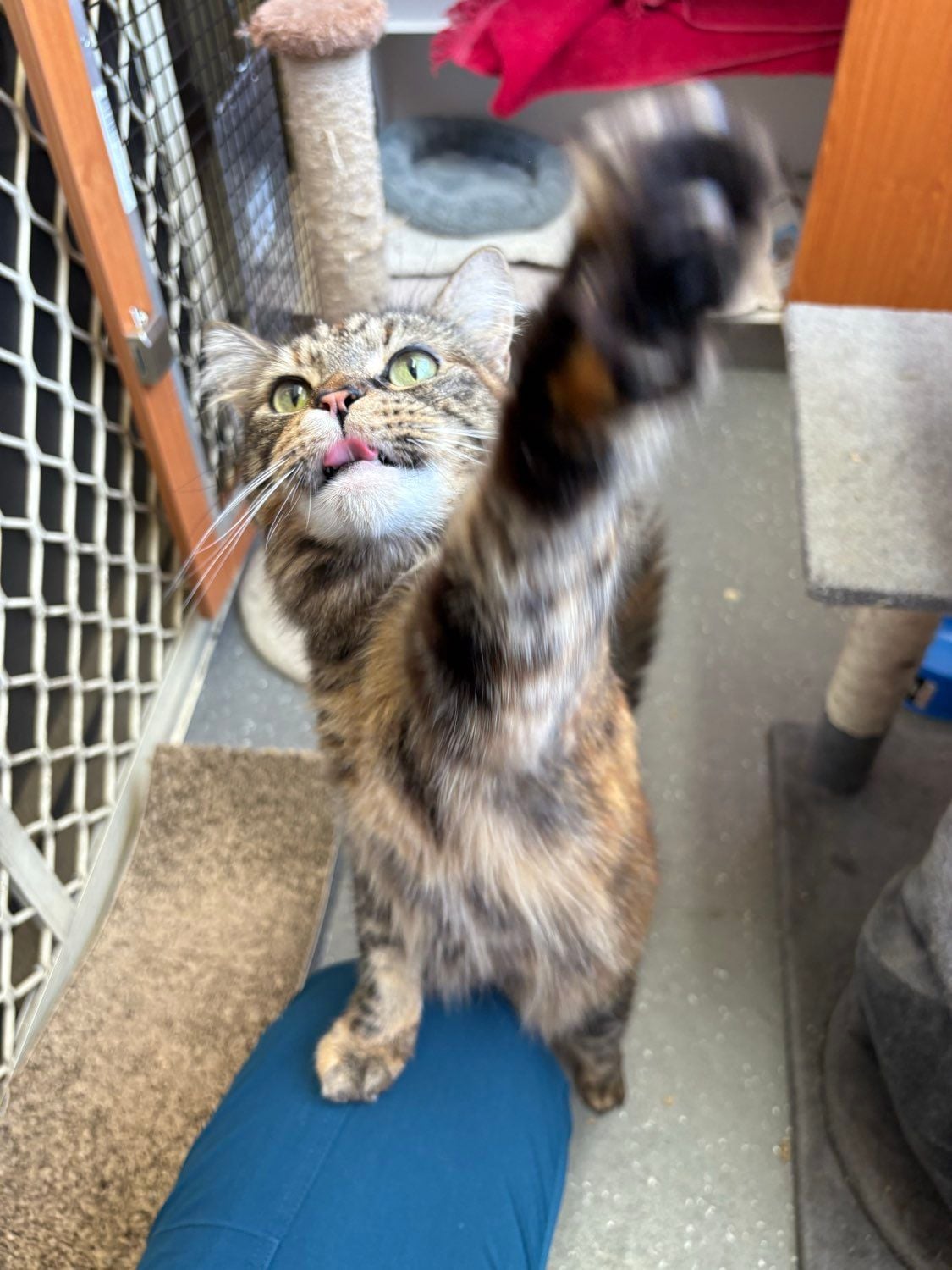 Some of our regular boarding cats Image -69646ee964eaa