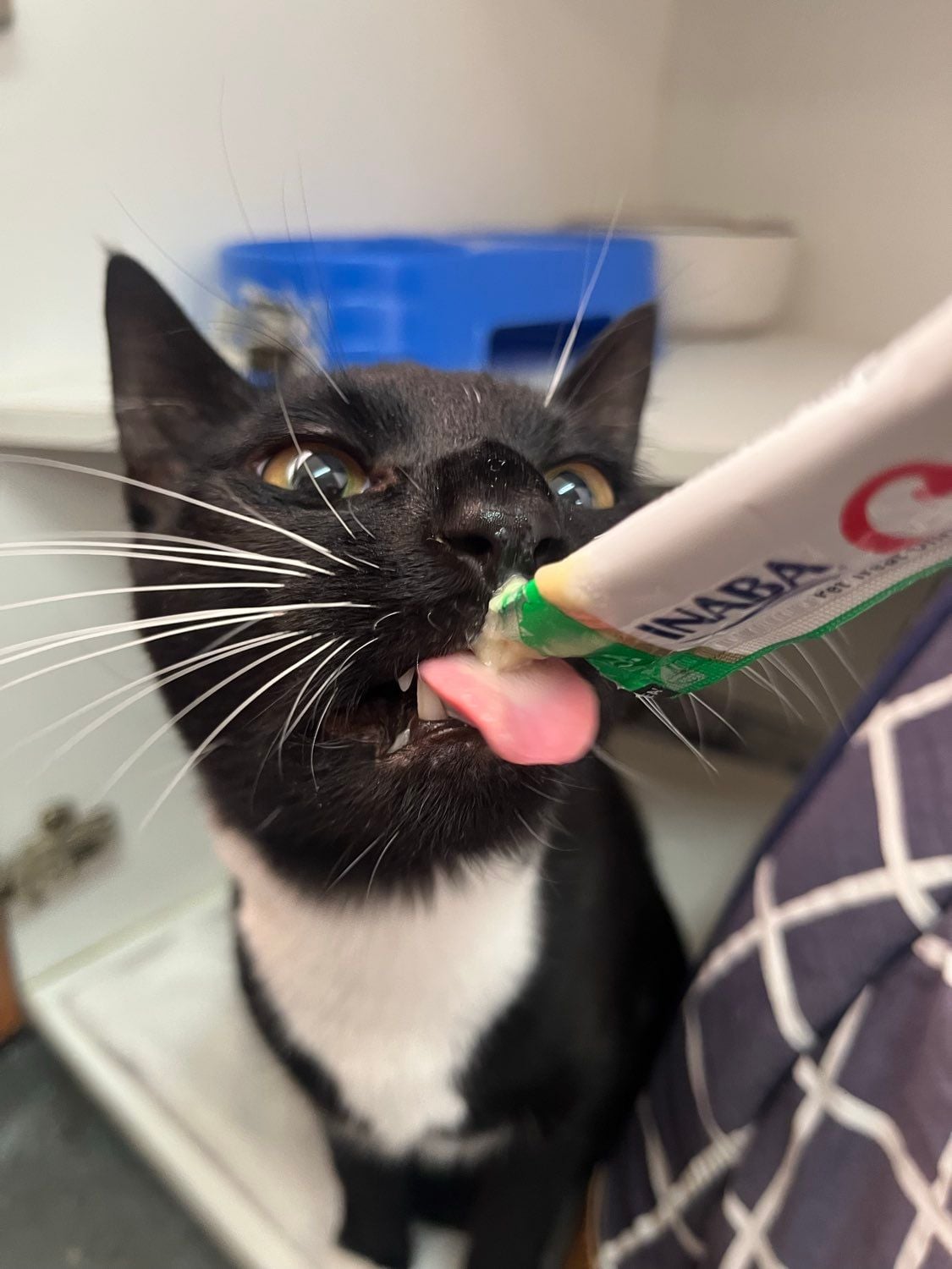 Some of our regular boarding cats Image -69646eef2d4b0