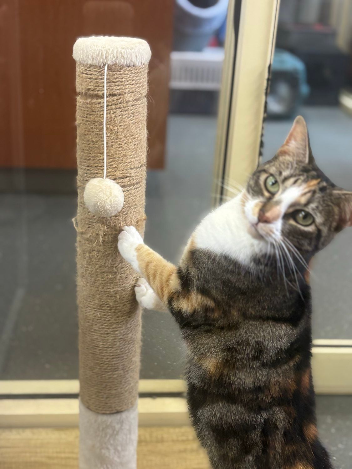 Some of our regular boarding cats Image -69646f042dc01