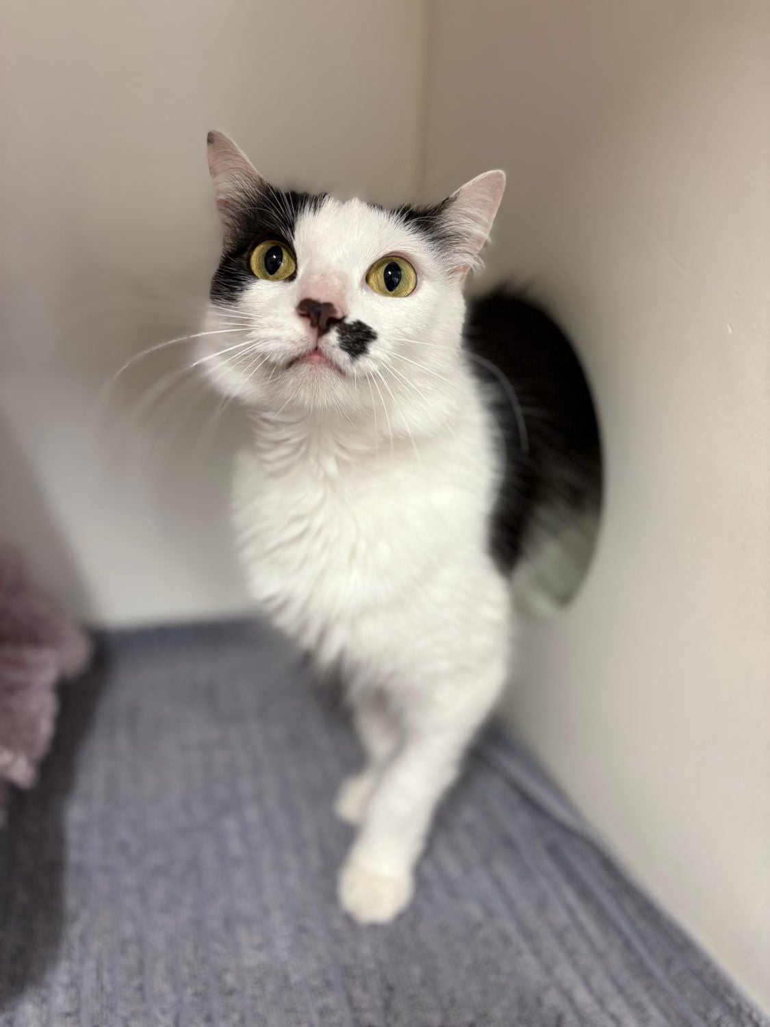 Some of our regular boarding cats Image -69646f046b65f