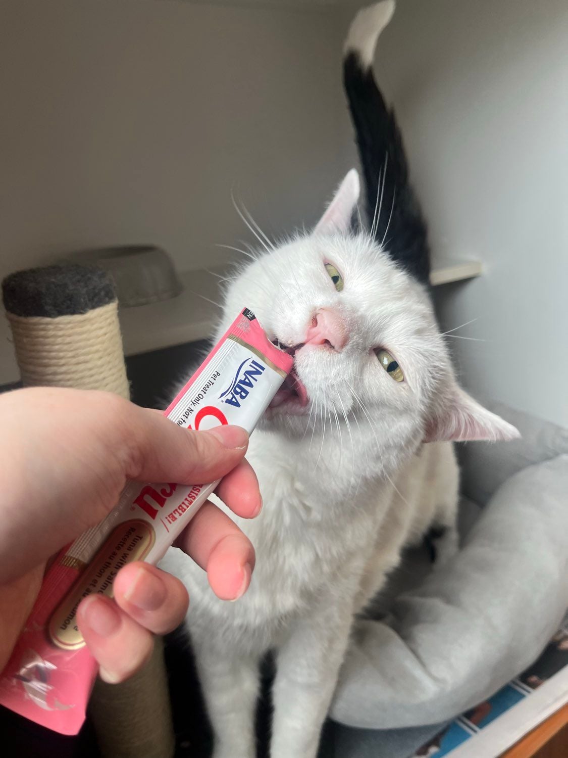 Some of our regular boarding cats Image -69646f167ffcd