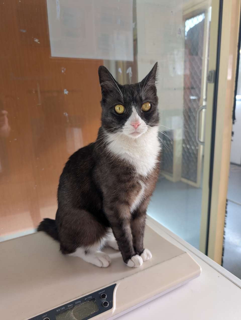 Some of our regular boarding cats Image -69646f1739036