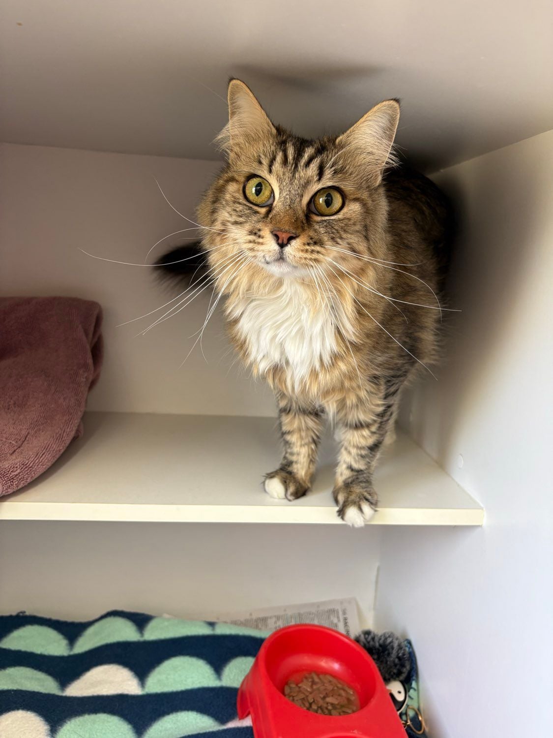 Some of our regular boarding cats Image -69646f46b27af