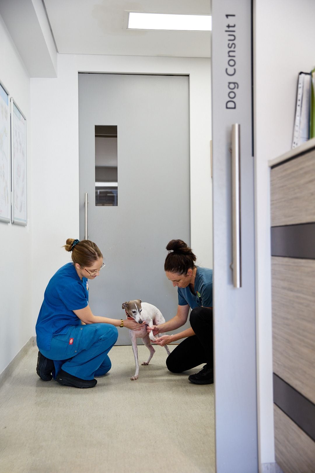 Veterinarian comforting a senior dog during a health check