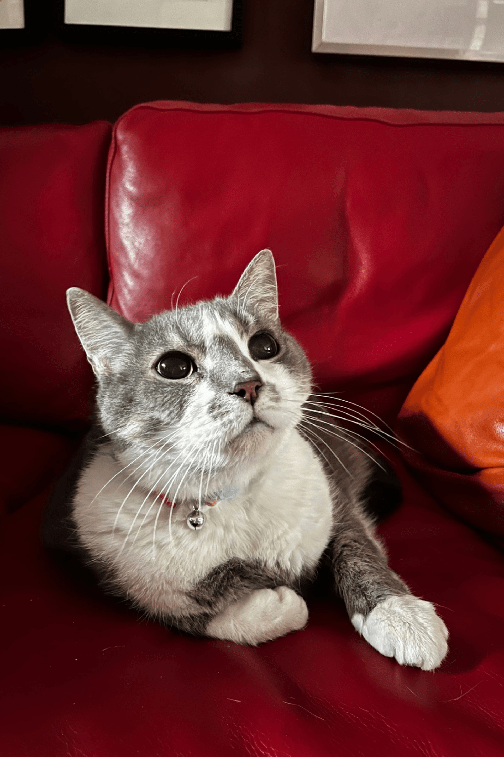 Tinsel, a senior grey and white cat, sitting alert on a red couch at home.
