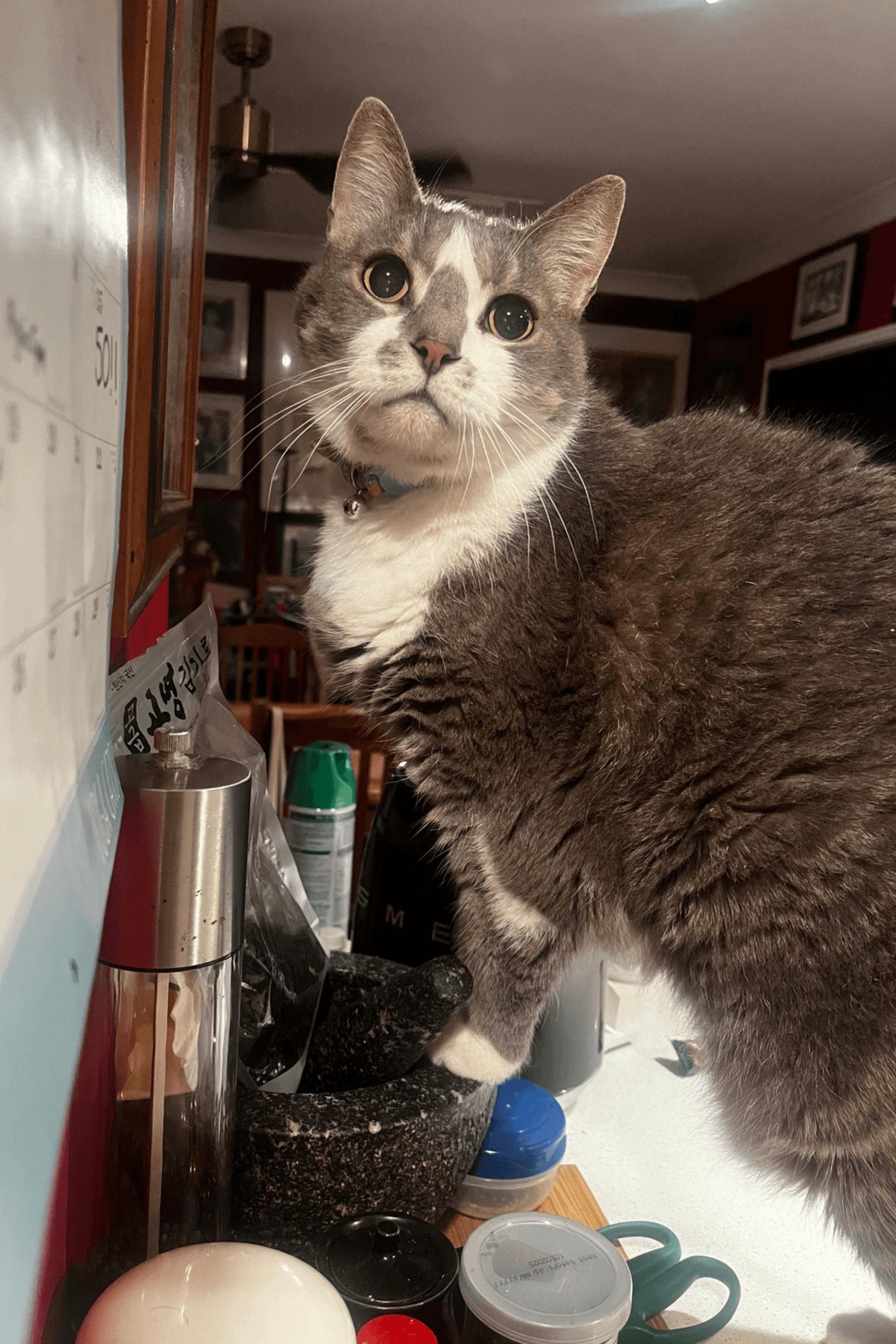Tinsel the cat with widely dilated pupils, a lasting sign of the sight loss caused by high blood pressure