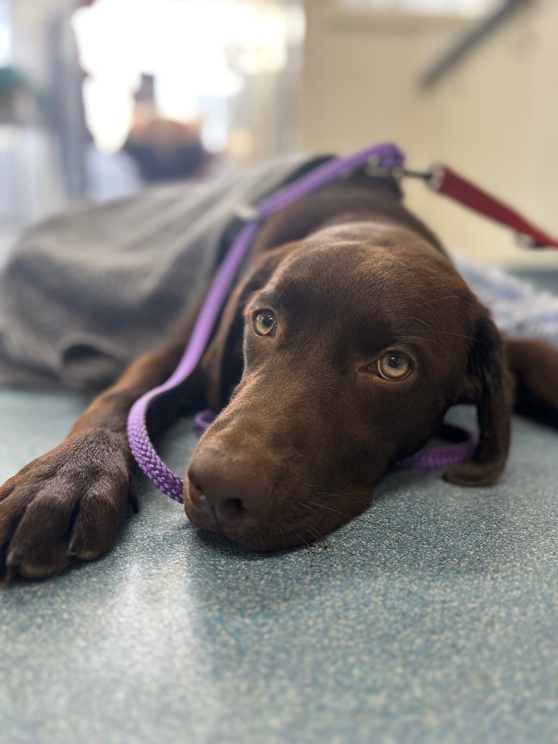 Senior Pet SpecialsGreat Western Animal Hospital