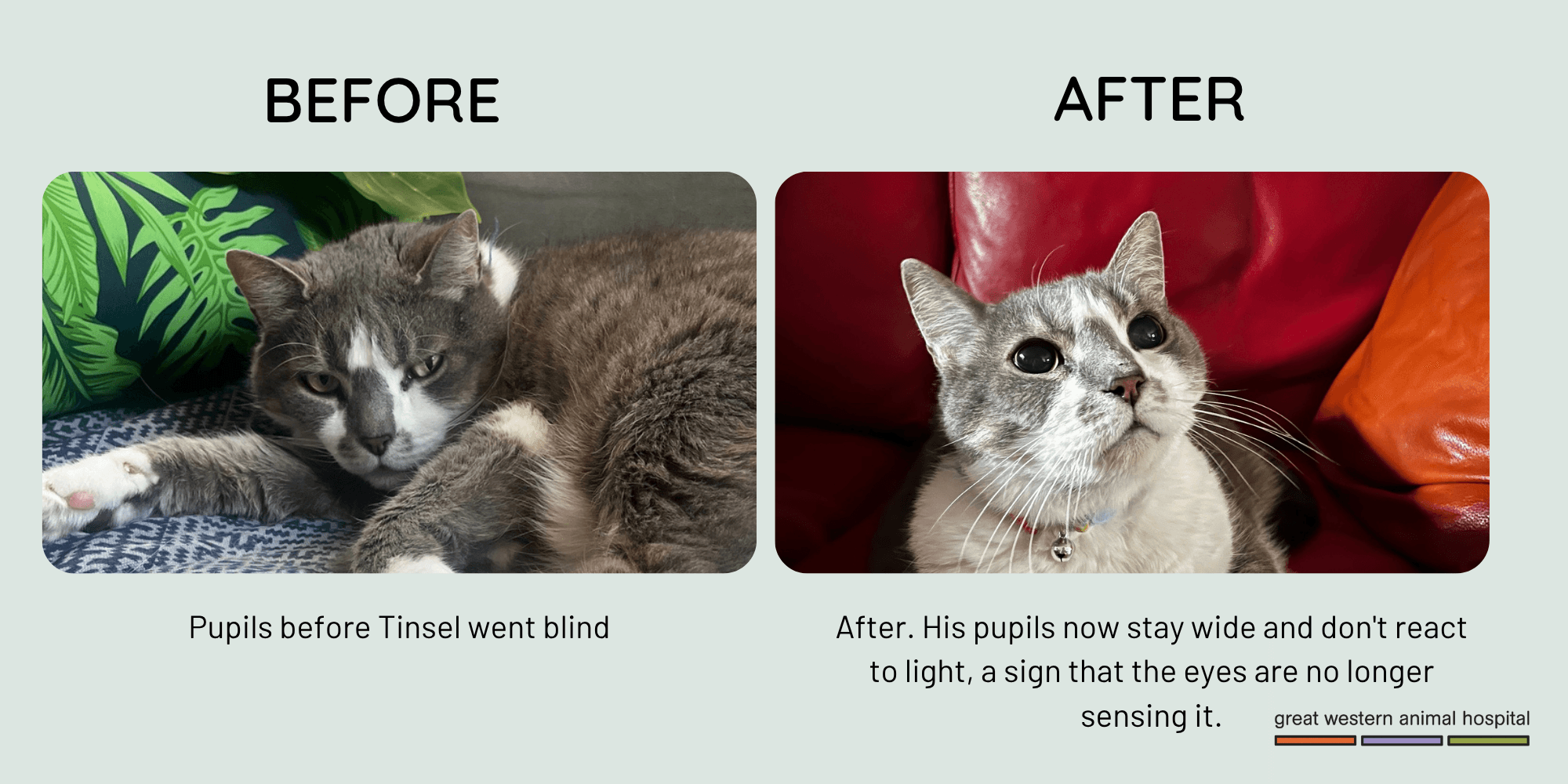 Two photos of Tinsel side by side. His pupils are small before he lost his sight and remain wide afterwards.