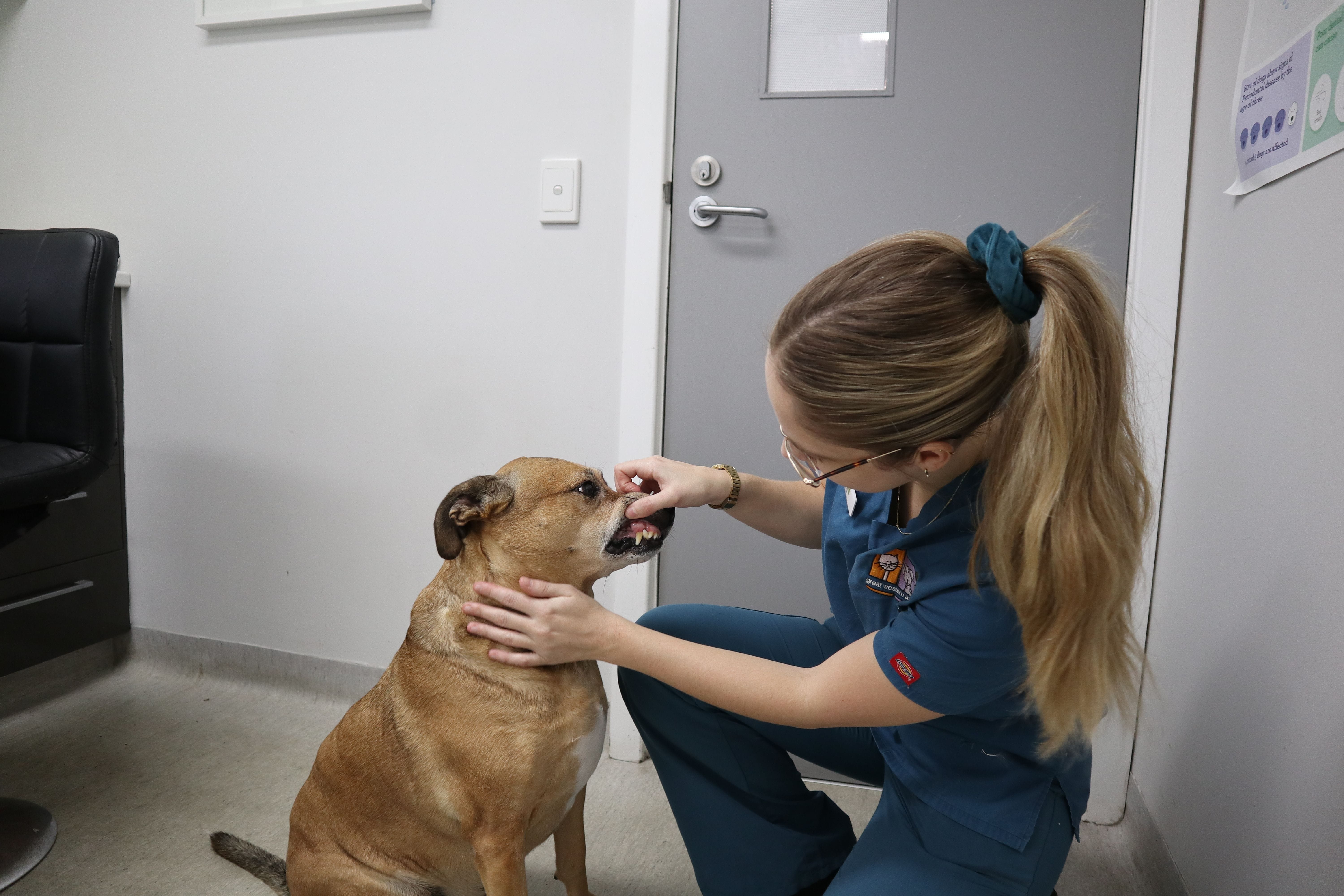 Senior Pet SpecialsGreat Western Animal Hospital