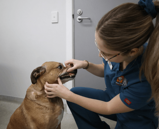 Senior Pet SpecialsGreat Western Animal Hospital