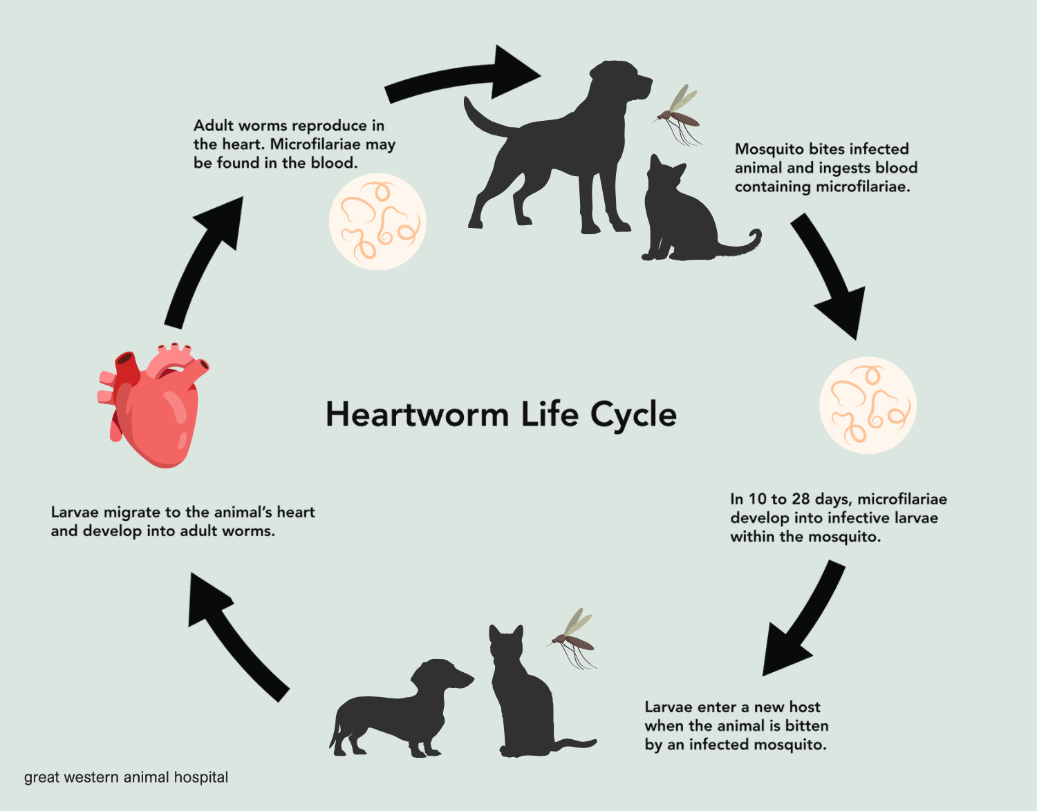 Heartworm Lifecyle