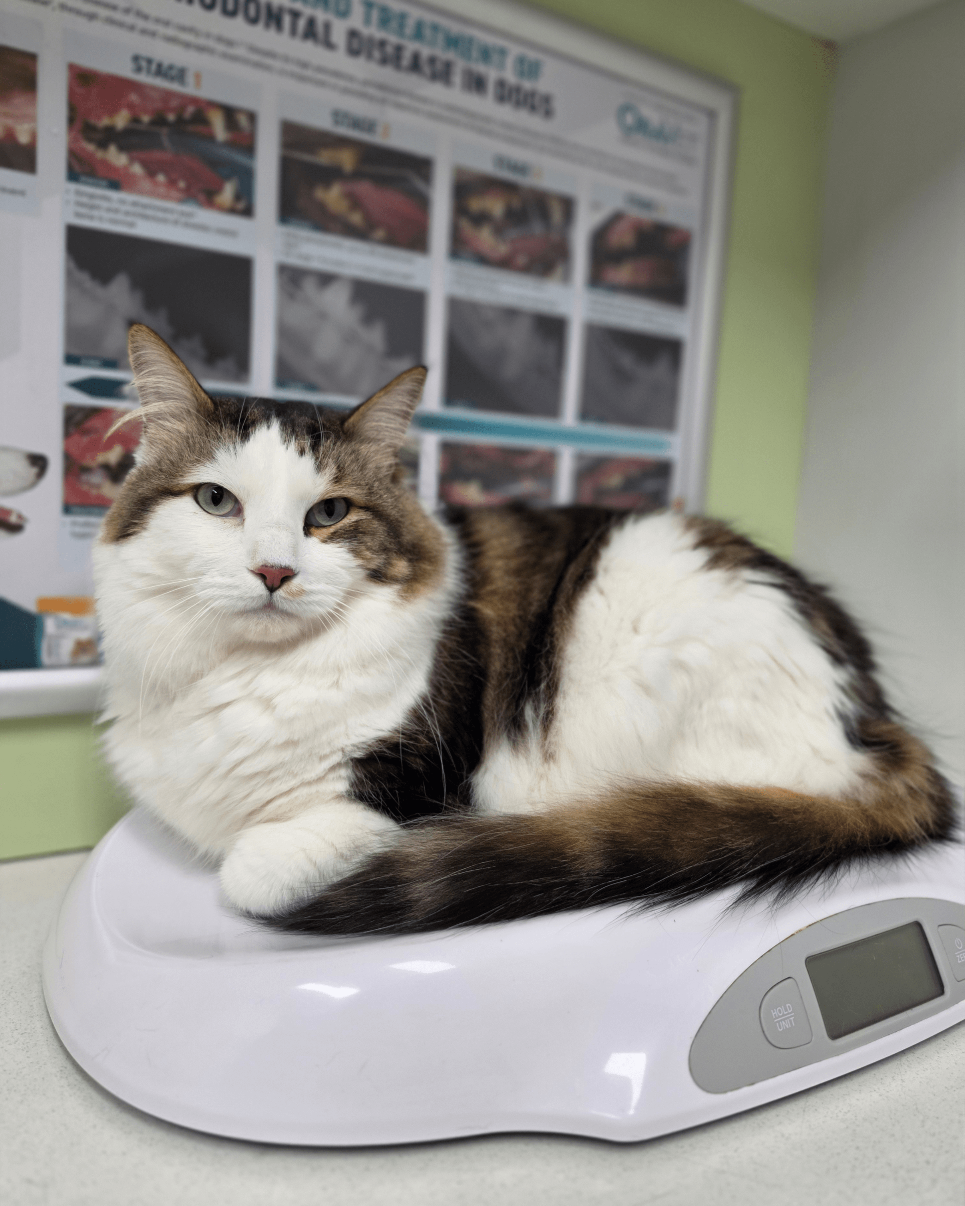 Cat or dog at the vet