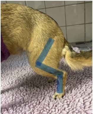 Dog leg anatomy