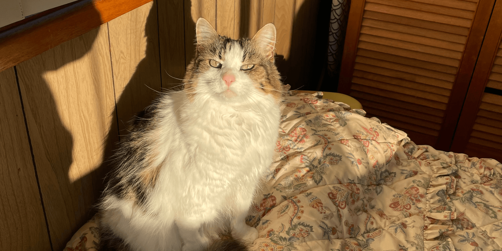Misty, a 13-year-old cat whose urine test showed early kidney changes sitting in the sun at home