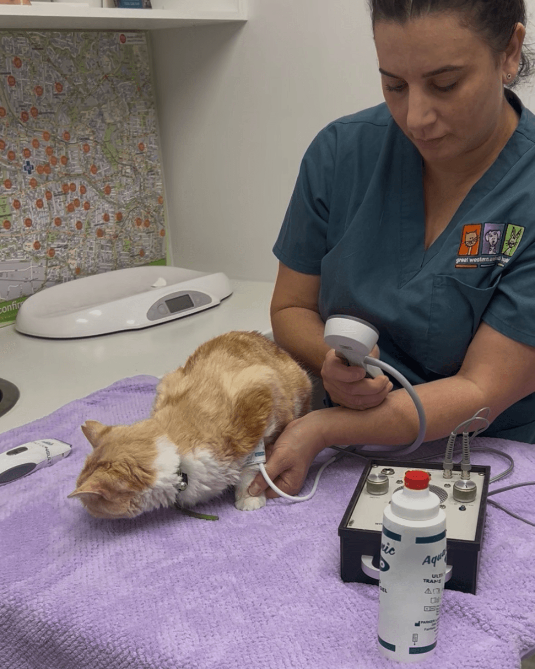 Vet nurse taking a Doppler blood pressure reading on a senior cat at Great Western Animal Hospital.