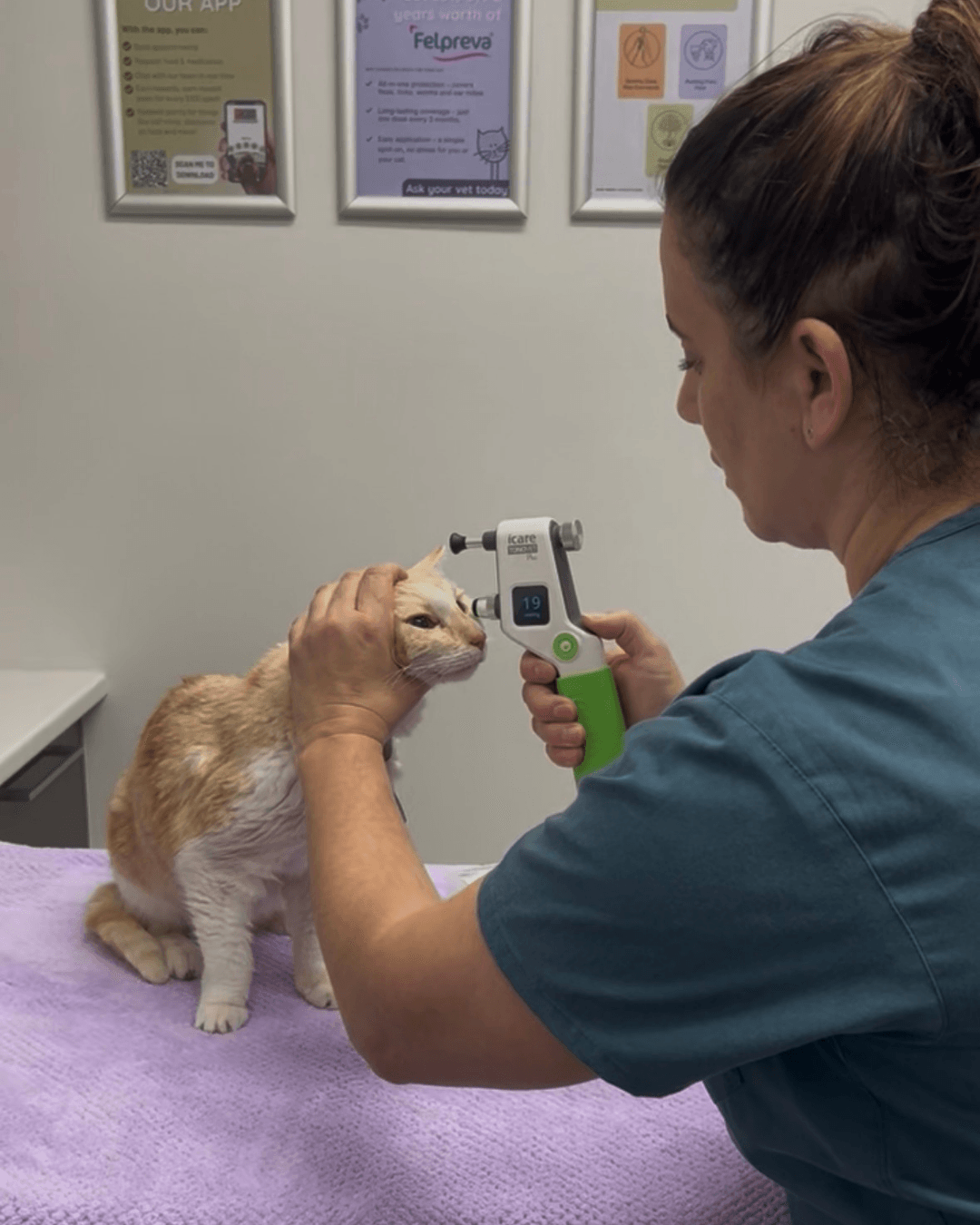 Veterinary nurse performing tonometry on a senior cat