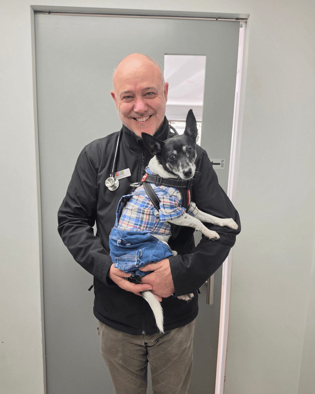 Dr Matt the vet with senior dog Pisco in for his arthritis injections Dr Matt examining senior dog Pisco during an arthritis appointment