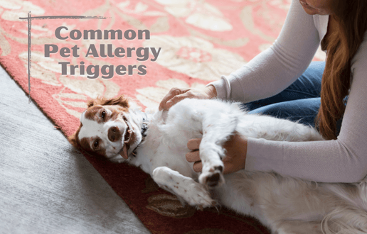 Springtime Allergies: What Pet Owners Need to Know Springtime Allergies: What Pet Owners Need to Know